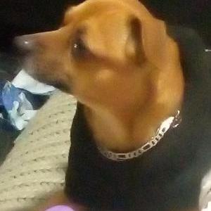 Lost Dog Choco