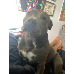 Lost Dog Chyna
