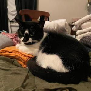Image of Moomi, Lost Cat
