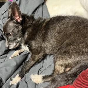 Image of Unknown, Found Dog