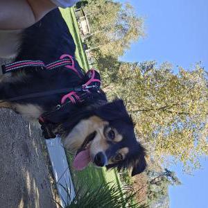 Image of Genevieve, Lost Dog