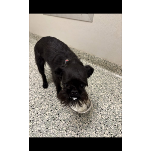 Image of Wanda, Lost Dog