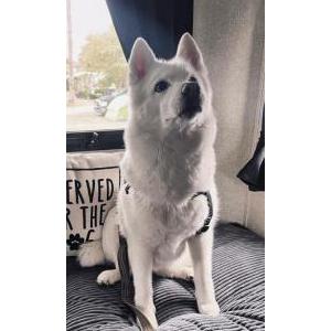 Image of Nova, Lost Dog