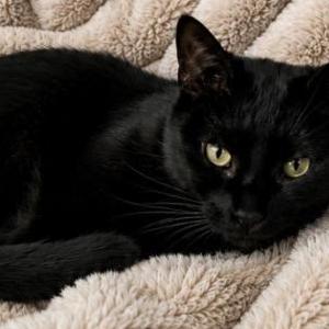Lost 2 Louie (Virginia)