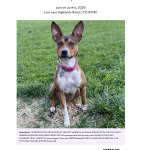 Image of Harper, Lost Dog