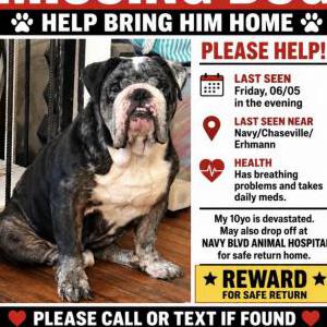 Image of Rain, Lost Dog