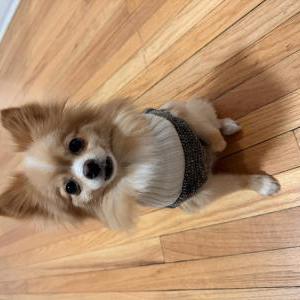 Image of Diora, Lost Dog