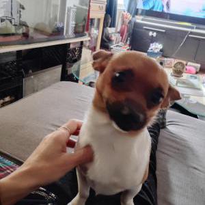 Image of Chico, Lost Dog