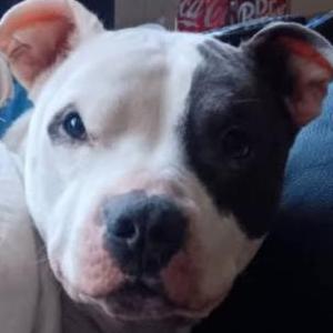 Image of Petey, Lost Dog