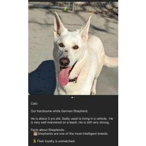 Lost 1 Kato (AR)