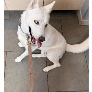 Image of Rocky, Lost Dog