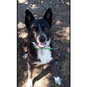 Image of Shadow, Lost Dog