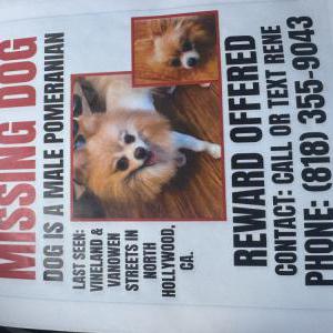 Image of Sonny, Lost Dog