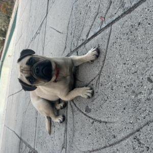 Image of Unknown, Found Dog