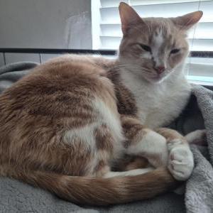 Image of Sunset, Lost Cat