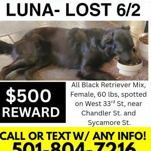 Image of Luna, Lost Dog