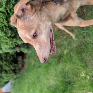 Image of Unknown, Found Dog