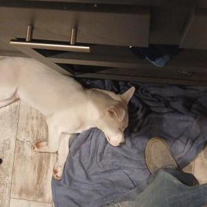 Lost Dog Bear