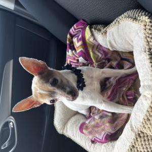 Lost 1 Moony (Texas)