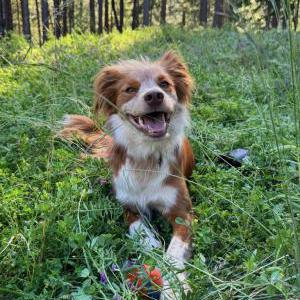 Lost 1 Lumi (California)