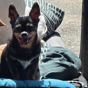 Image of Dallas, Lost Dog