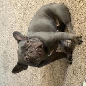 Image of Nova, Lost Dog