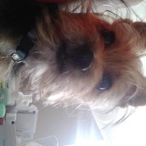Lost Dog SheRa