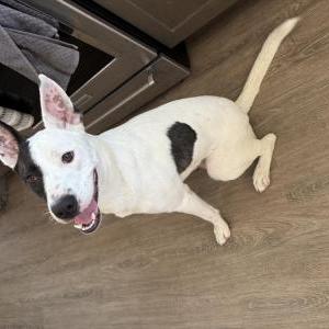 Found Dog unknown