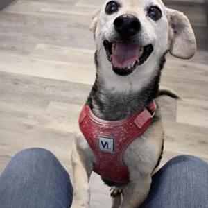 Image of Hodgy, Lost Dog
