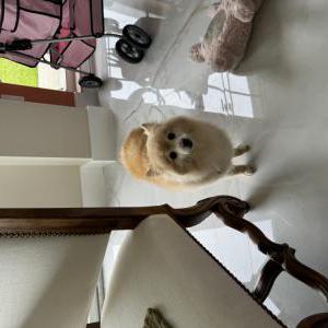 Image of Maizie, Lost Dog