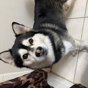 Image of Neo, Lost Dog