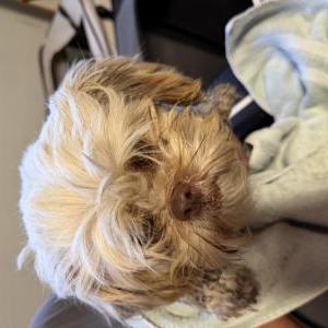 Image of Unknown, Found Dog