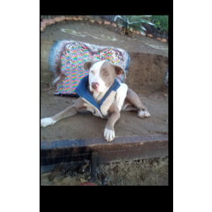 Image of DANTZA , Lost Dog
