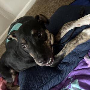 Image of Milo, Lost Dog