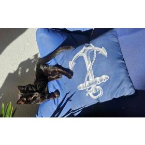 Image of Linus, Lost Cat