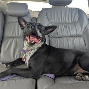 Image of Cleo, Lost Dog
