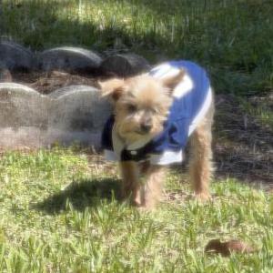Image of Dino Gutierrez, Lost Dog
