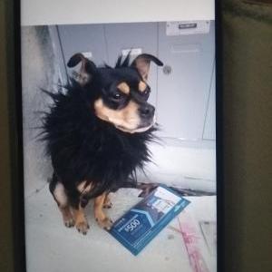 Lost Dog Bruno