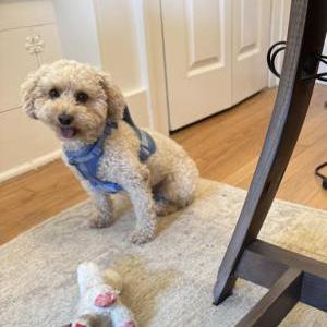 Image of Brutus, Lost Dog