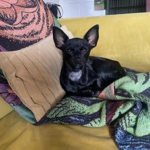 Lost Dog Lisa
