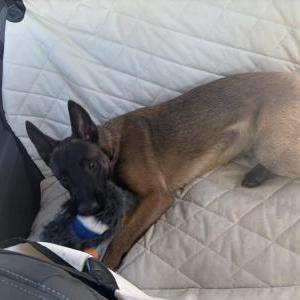 Found Dog Unknown