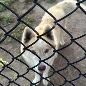 Image of Unknown, Found Dog