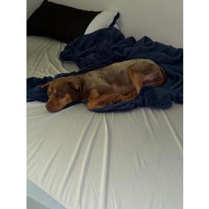 Image of Vada, Lost Dog