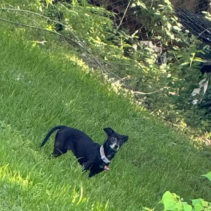 Image of Lilly, Lost Dog