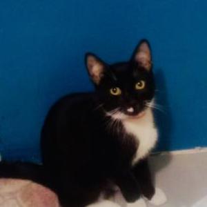 Image of papa, Lost Cat