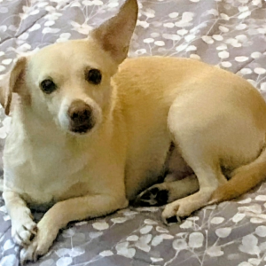 Lost Dog Taki