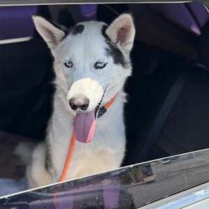 Image of Ankola, Lost Dog