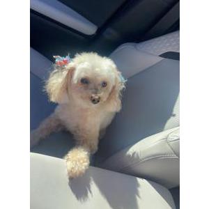 Image of Ginger, Lost Dog