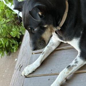 Lost 1 Chulo (NY)