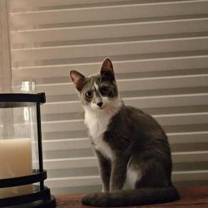 2nd Image of Winston (Ivo), Lost Cat